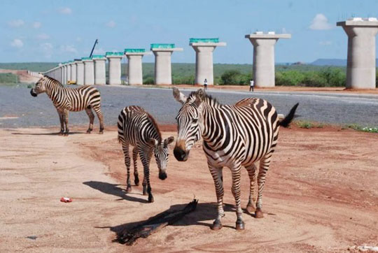 肯尼亚总统高度赞赏，乞力马扎罗山下皇家国际绿闪灼